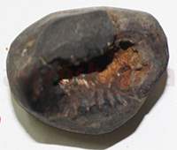 Shaligram 10753 40gm
